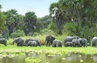 Passeggiata Naturalista Parco del Selous