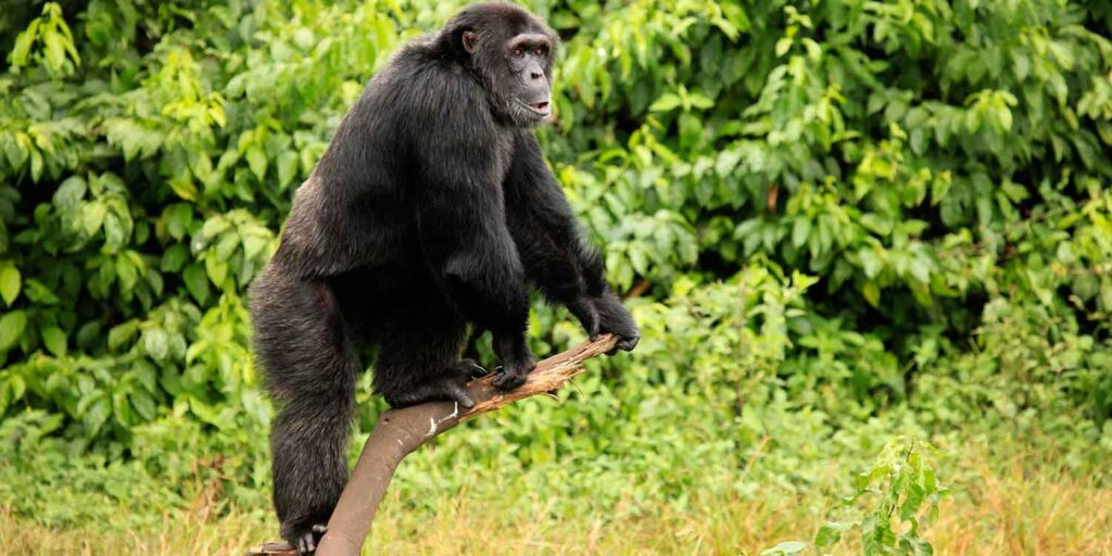 Safari in Uganda