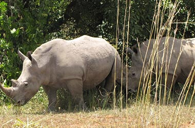 Ziwa Rhino Ranch