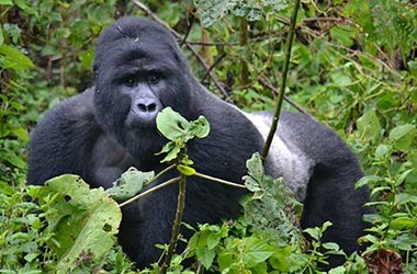 gorilla di montagna uganda