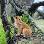 leone parco del Serengeti