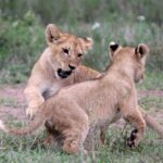 leoni parco nazionale del Serengeti