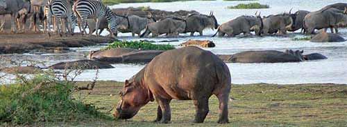 Lago Manyara