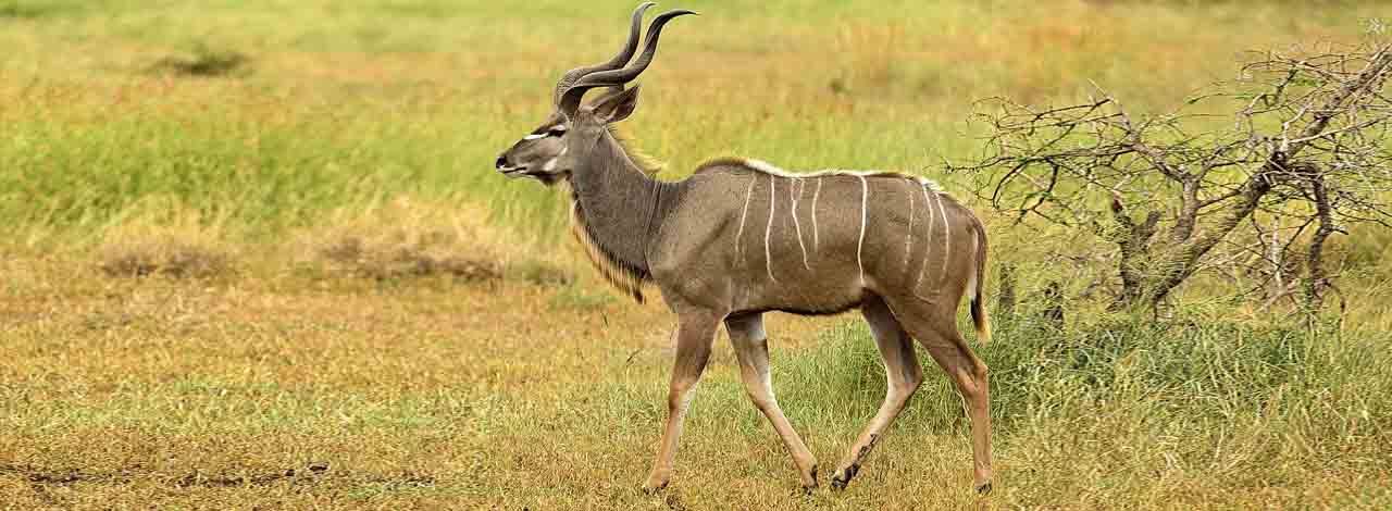 Safari Kudu