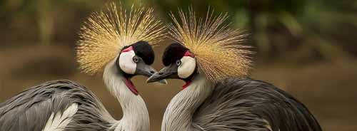 Safari Gru Coronata