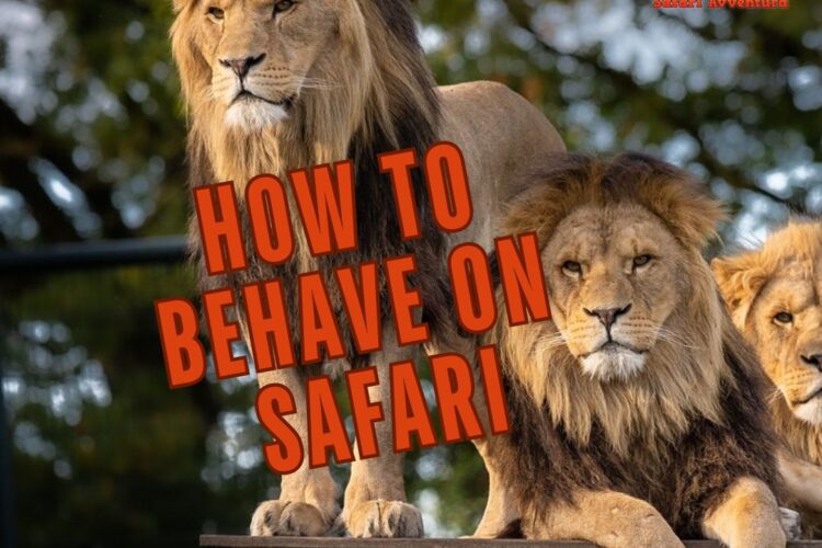 how to behave on safari