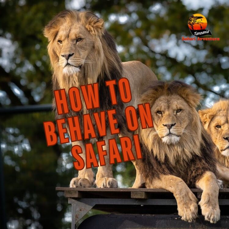 how to behave on safari