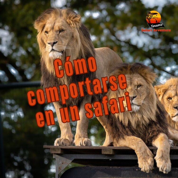 Cómo comportarse en un safari