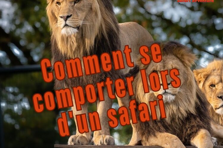 Comment se comporter lors d'un safari