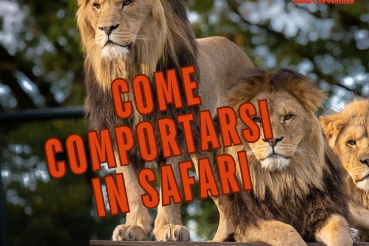 come comportarsi in safari